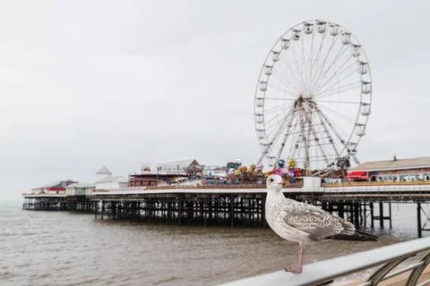 Sea gull pictured in front of Central Pier on Blackpool beach Stock Photos