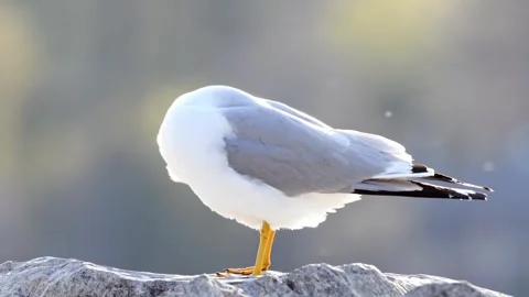Sea gull preening Stock Footage 266374984