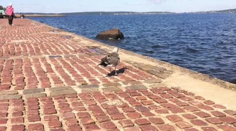 Sea gull on the quay Stock Footage 10875434