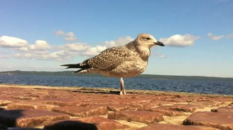 Sea gull on the quay Stock Footage 10900353