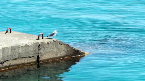 Sea gull on the quay Stock Footage 24471086