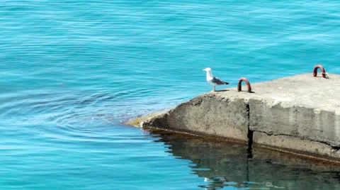 Sea gull on the quay Stock Footage 24471412