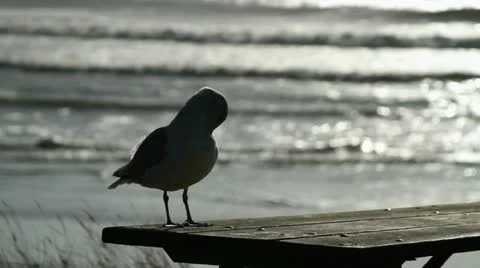 Sea Gull resting on picnic table on the beach. Video stock 12364888