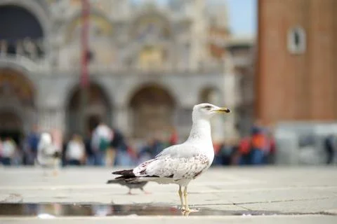 Sea gull on San Marco's square in Venice, Italy Stock Photos