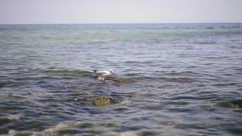 Sea gull on sea surface Stock Footage 103628508