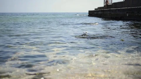 Sea gull on sea surface Stock Footage 103628539