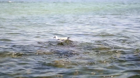 Sea gull on sea surface Stock Footage 103628590