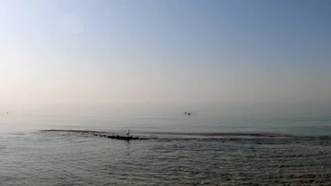 Sea gull sits on a shallow Stock Footage 220548964