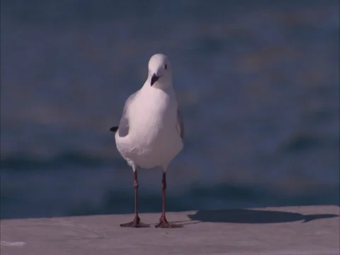 Sea gull sitting on a dock Stock Footage 27358313