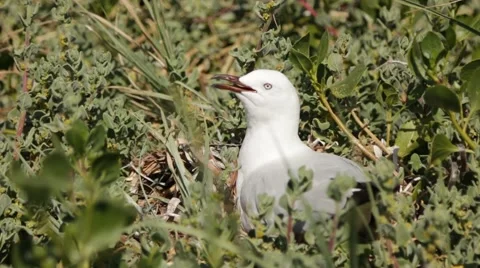 Sea gull sitting in nest crying out Stock Footage 58851545