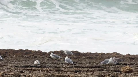 Sea Gull Sitting on a Rock, background of stormy ocean Stock Footage 56565992