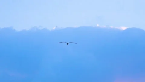 A Sea Gull in the Sky at Sunset, Cloudy Background, Slow Motion Stock Footage 156940141