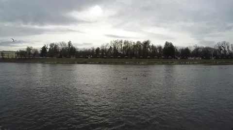 Sea gull slow motion Stockbeeldmateriaal 60214894