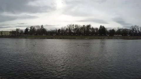 Sea gull slow motion Stockbeeldmateriaal 60214976