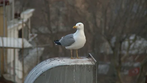 Sea Gull stand at wall Stock-Footage 128951488