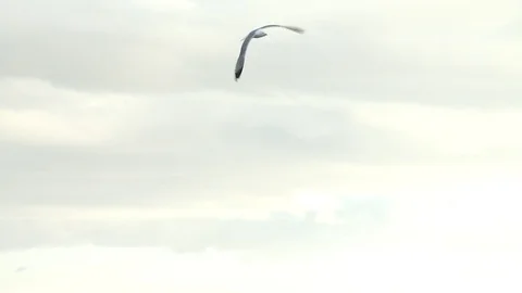 Sea Gull stand at wall Stock Footage 128951512