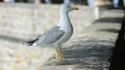 Sea-gull on stone wall Stock Footage 36423016
