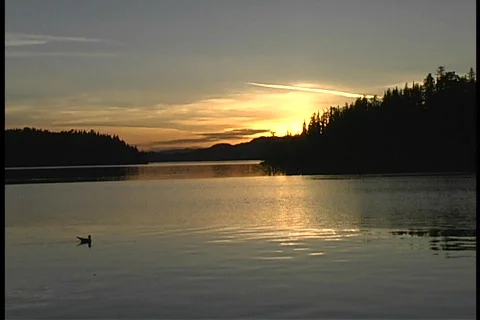 Sea Gull at sunset Stock Footage 80532