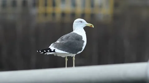 Sea Gull taking to the Air Stock Footage 10709570