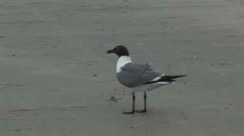 Sea gull taking off Stock Footage 7754168
