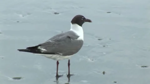 Sea gull walking around 스톡 동영상 7754436