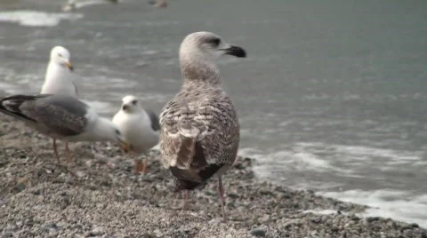 Sea Gull Walking Stock-Footage 590264