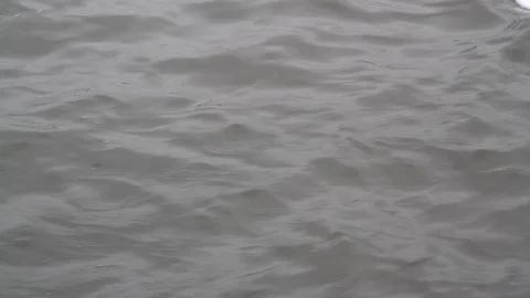 Sea gull in the water Video stock 89821414