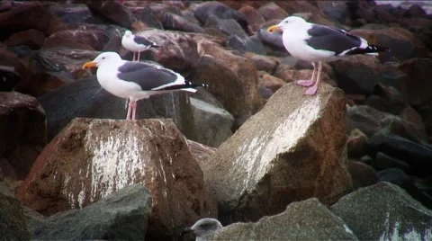 Sea Gulls-3e birds Stock Footage 1050728