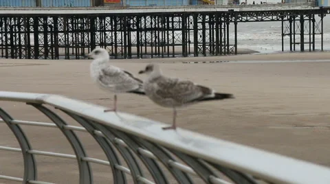 Sea gulls and pier pull focus hand held Stock Footage 47864859