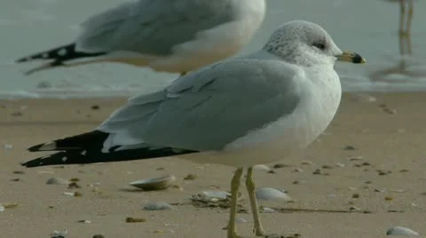 Sea gulls on beach Stock-Footage 20561901