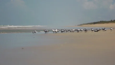 Sea Gulls on beach Stock Footage 111840121