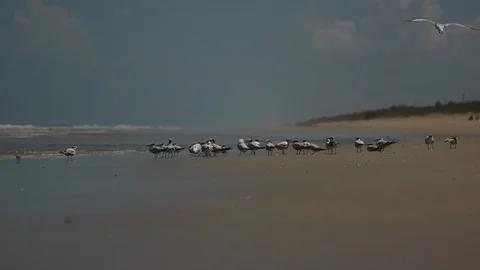 Sea Gulls on beach Stock Footage 111840205
