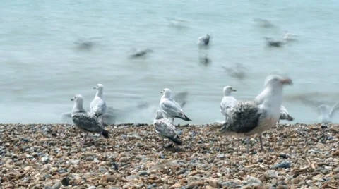 Sea Gulls on beach Time lapse Hastings Stock Footage 8115182