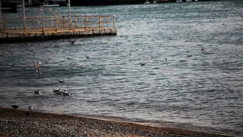 Sea Gulls Beach Wind Spring Stock Footage 150215999