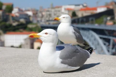 Sea gulls close up Stockfoto's