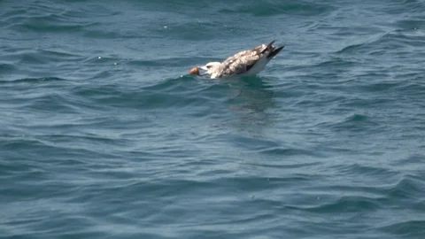 Sea gulls competing for a piece of bread in the water Stockbeeldmateriaal 113706233