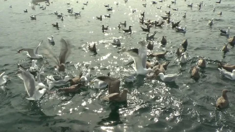 Sea gulls Feeding Stock Footage 85870241