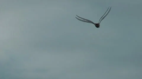 Sea gulls in flight in grey cloudy winter sky 動画素材 1091309