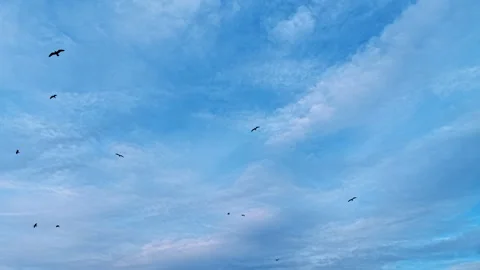 Sea gulls fly in the blue sky covered with thin layer of clouds. Low angle view. Stock Footage 322925003