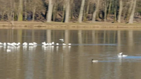 Sea gulls flying Stock Footage 68538152