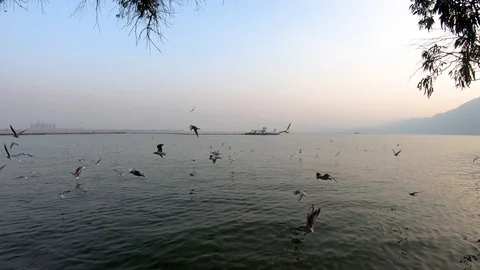 Sea Gulls Flying Over The Dianchi Lake at Yunnan Kunming, China Stock Footage 104933853