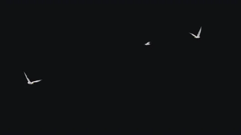 Sea Gulls - Flying Round - Three Birds - 4K Transparent Loop Stock Footage 134301212