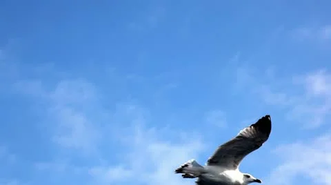 Sea gulls Stock Footage 24672604