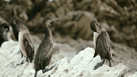 Sea gulls Stock Footage 75791033