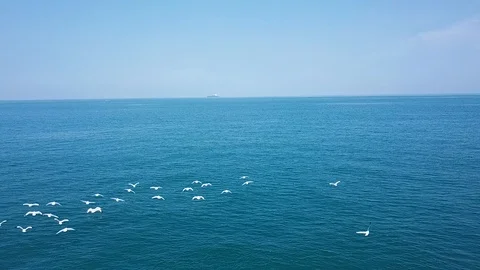 Sea gulls Stock Footage 105207613