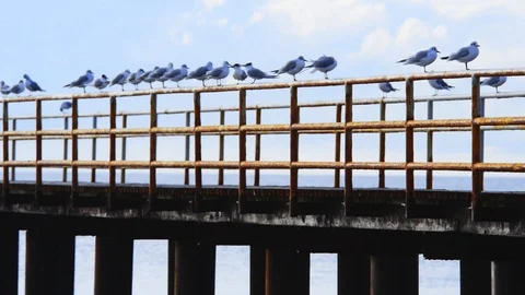 Sea gulls Stock Footage 122361587