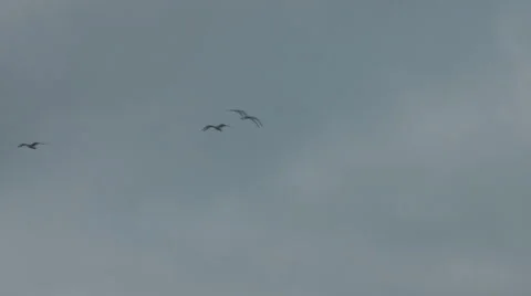 Sea gulls gliding on the wind against grey cloudy sky Stock-Footage 1095617