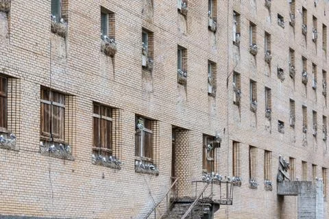 Sea gulls nesting on window sills in the abandoned Russian settlement Pyramid Stock Photos