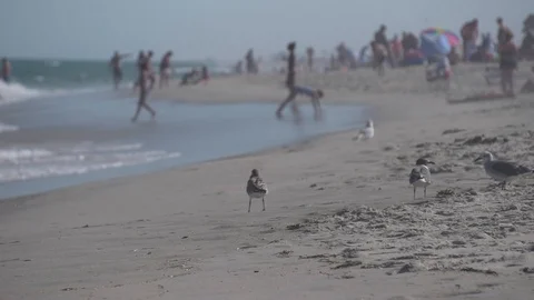 Sea Gulls own the beach Stock Footage 93592277