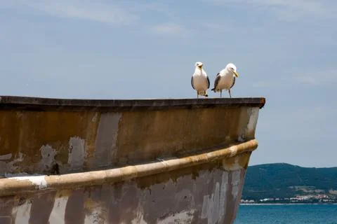 Sea gulls Stock Photos